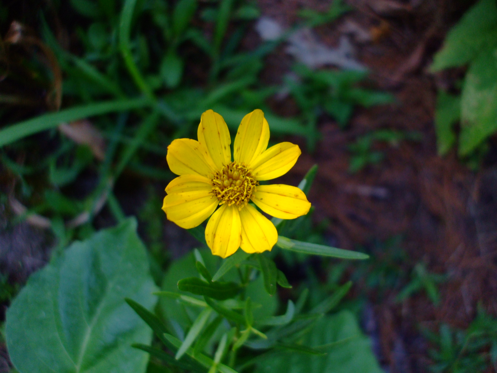 Coreopsis palmata